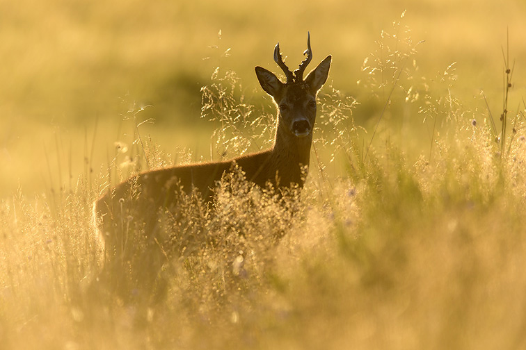 Roe buck (Capreolus capreolus) stood in rough grassland in evening light, Scotland
